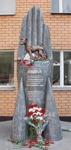 cosmos_dog_15.jpg