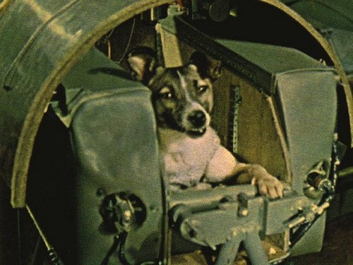 cosmos_dog_01.jpg