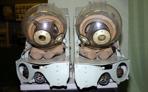 cosmos_dog_03.jpg