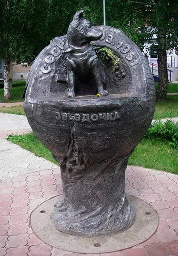 cosmos_dog_13.jpg