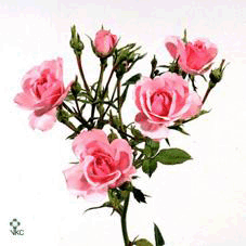 https://cvetoteka.ru/userfiles/af_flowers_images/big/1295466655.gif