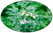 овал: мурайя