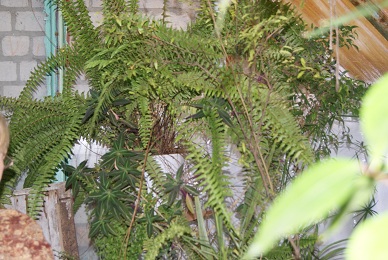 c:\users\irina\desktop\dsc07233.jpg