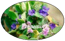 овал: сенполия