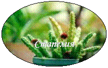 овал: стапелия