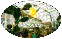 овал: опунция