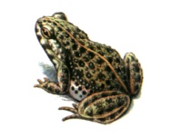 212sp_b.jpg