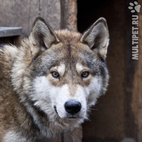 https://multipet.ru/images/image2breed/volkosob-2.b1.jpg