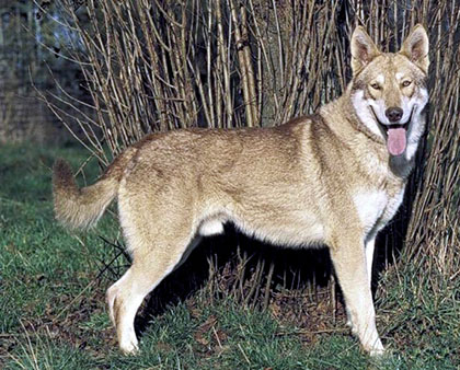 https://barking.ru/sites/default/files/sarlos2.jpg
