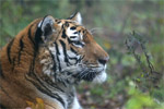 j:\амурский тигр.files\tiger_2.jpg