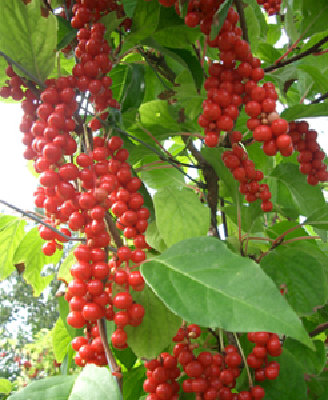 t_schisandra_chinensis_vitalbeere923_150.jpg