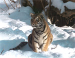 j:\амурский тигр.files\tiger_3.jpg