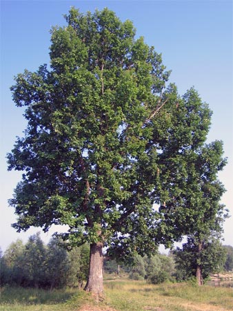 dub_tree_01.jpg