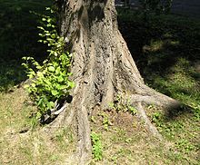 https://upload.wikimedia.org/wikipedia/commons/thumb/6/6a/root_swelling_ulmus_glabra_beentree.jpg/220px-root_swelling_ulmus_glabra_beentree.jpg