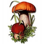 https://im0-tub-ru.yandex.net/i?id=d653e4e1629578f2271d74b294c1f8a2-54-144&n=21