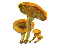 https://im2-tub-ru.yandex.net/i?id=fd57a62ca32596153ccc97c950ebad3b-61-144&n=21