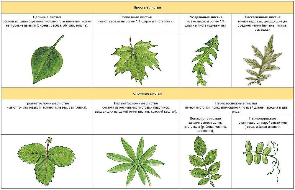 https://content-7.foto.my.mail.ru/mail/levgreenfingers/_answers/s-5751.jpgborder=