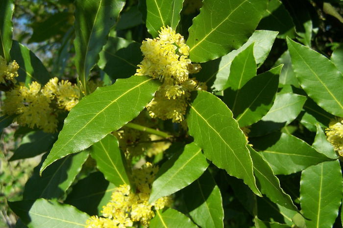лавр - laurus