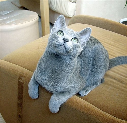 русская голубая кошка