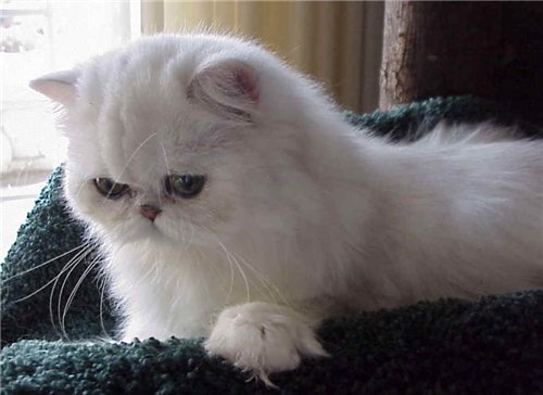 персидская кошка