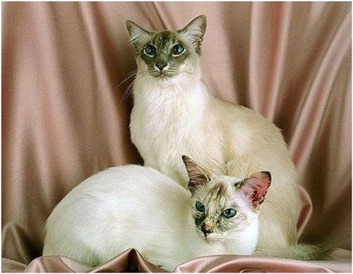 балинезийская кошка