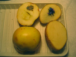 c:\documents and settings\1\рабочий стол\крахмал\potato7.jpg