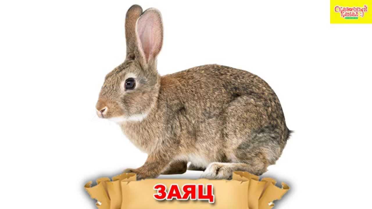 c:\users\администратор\desktop\maxresdefault.jpg