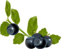 https://abali.ru/wp-content/uploads/2011/10/chernika-600x483.png