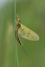 eintagsfliege, ephemeroptera.jpg