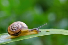 https://macroid.ru/_data/medium/96/ulitka_dsc_8853.jpg