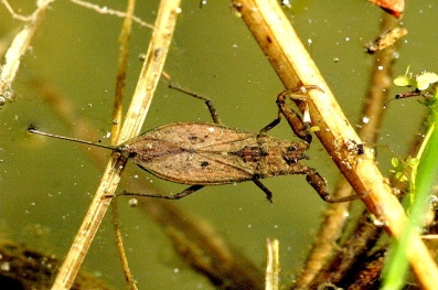 https://upload.wikimedia.org/wikipedia/commons/e/e4/nepa.cinerea.jpg