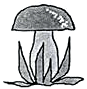 грибок