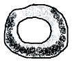 бублик
