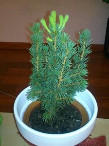 d:\фото\el-iz-semyan-224x300.jpg
